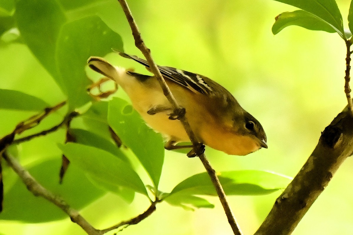 Bay-breasted Warbler - ML619040592