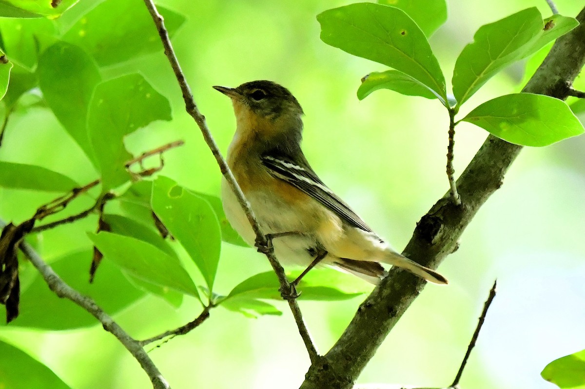 Bay-breasted Warbler - ML619040593