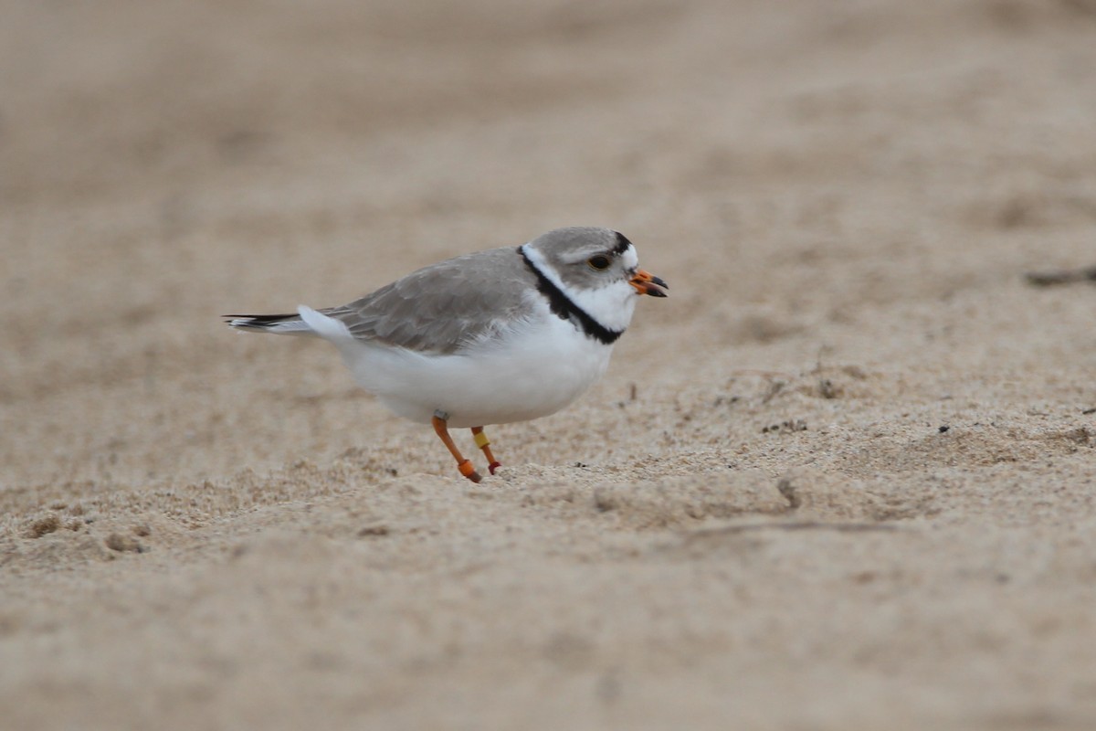Piping Plover - ML619040611