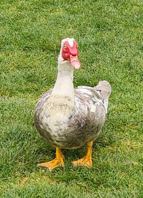 Muscovy Duck (Domestic type) - ML619040640
