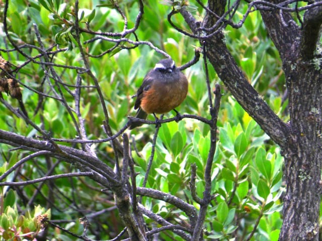 Brown-backed Chat-Tyrant - ML619040666