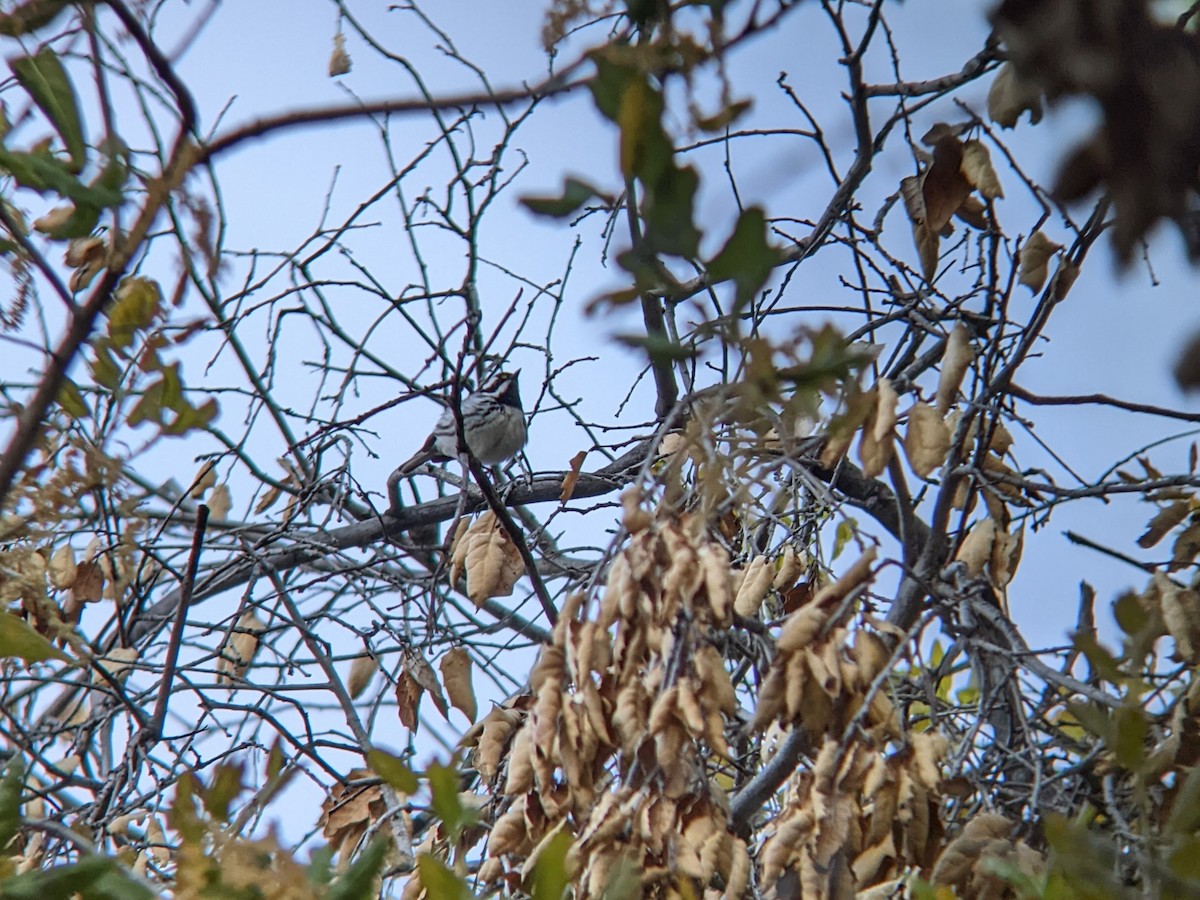 Black-throated Gray Warbler - ML619040679