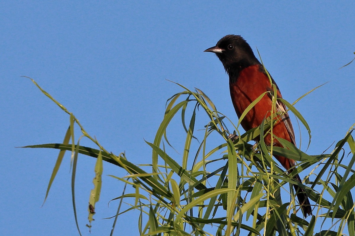 Orchard Oriole - ML619040797