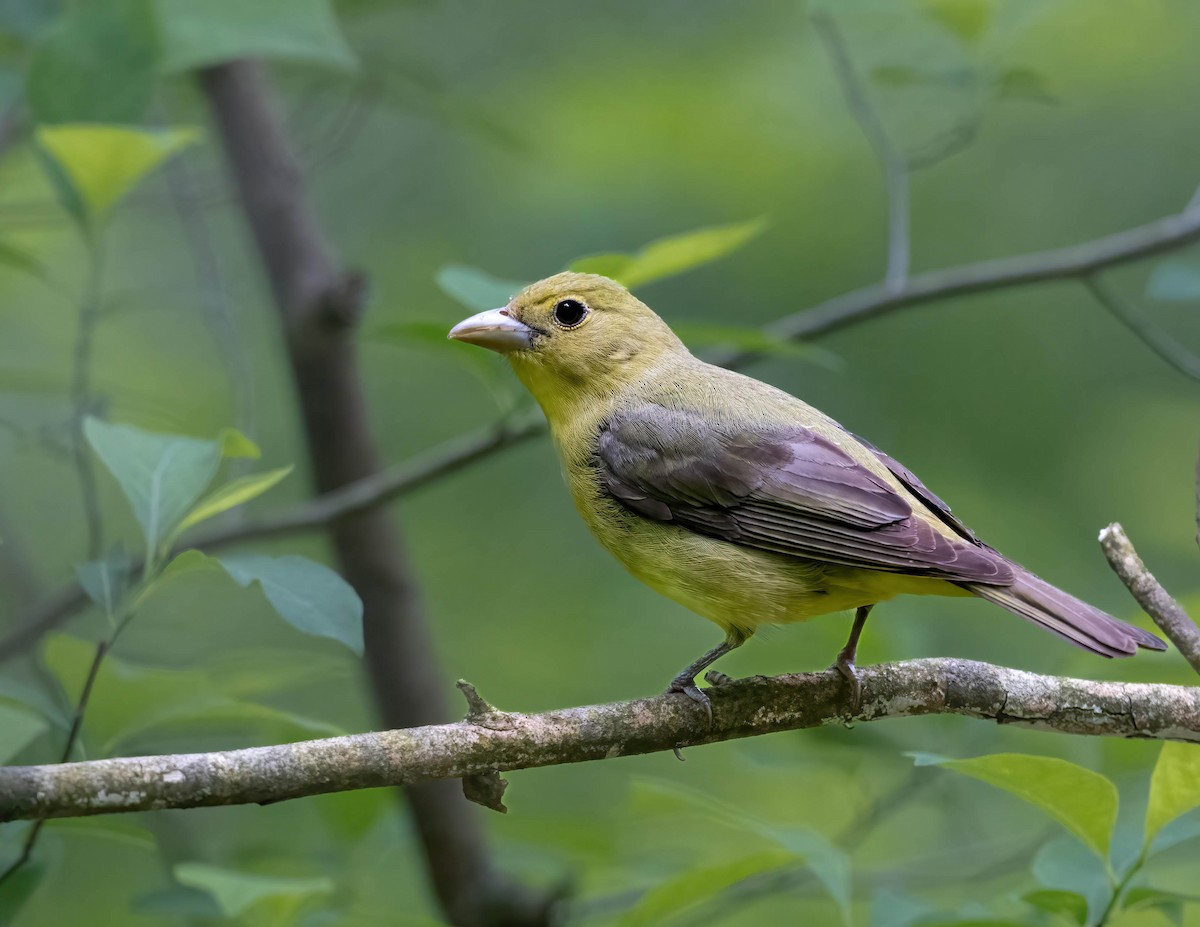 Scarlet Tanager - ML619040862