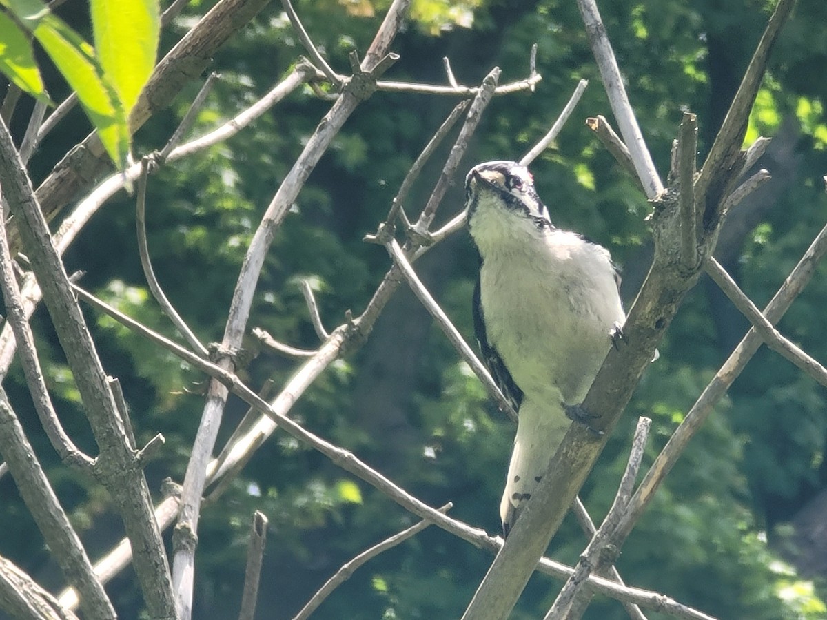 Downy Woodpecker - ML619040911