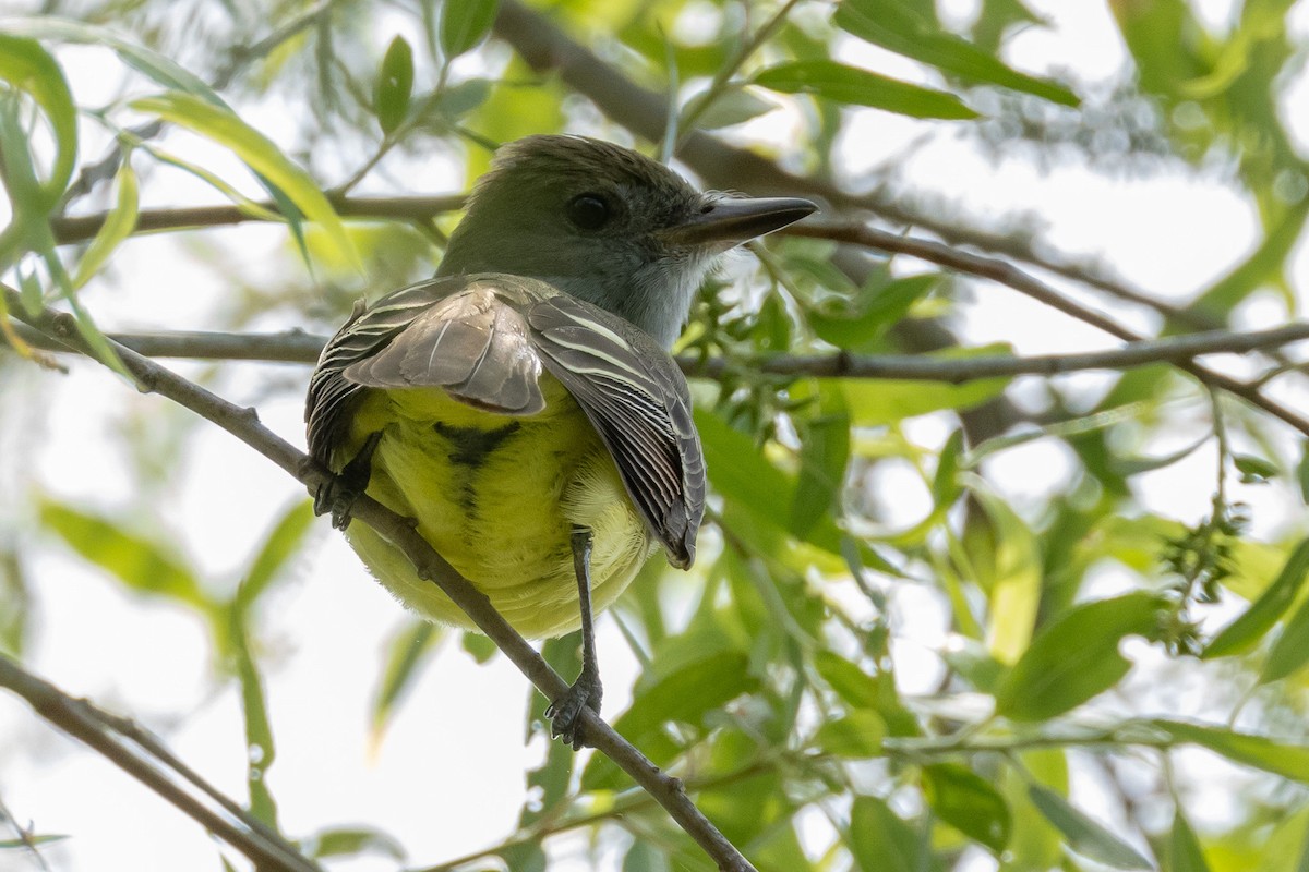 Great Crested Flycatcher - ML619040921