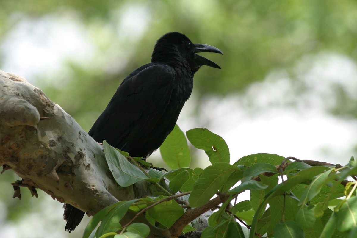 Large-billed Crow - ML619040926