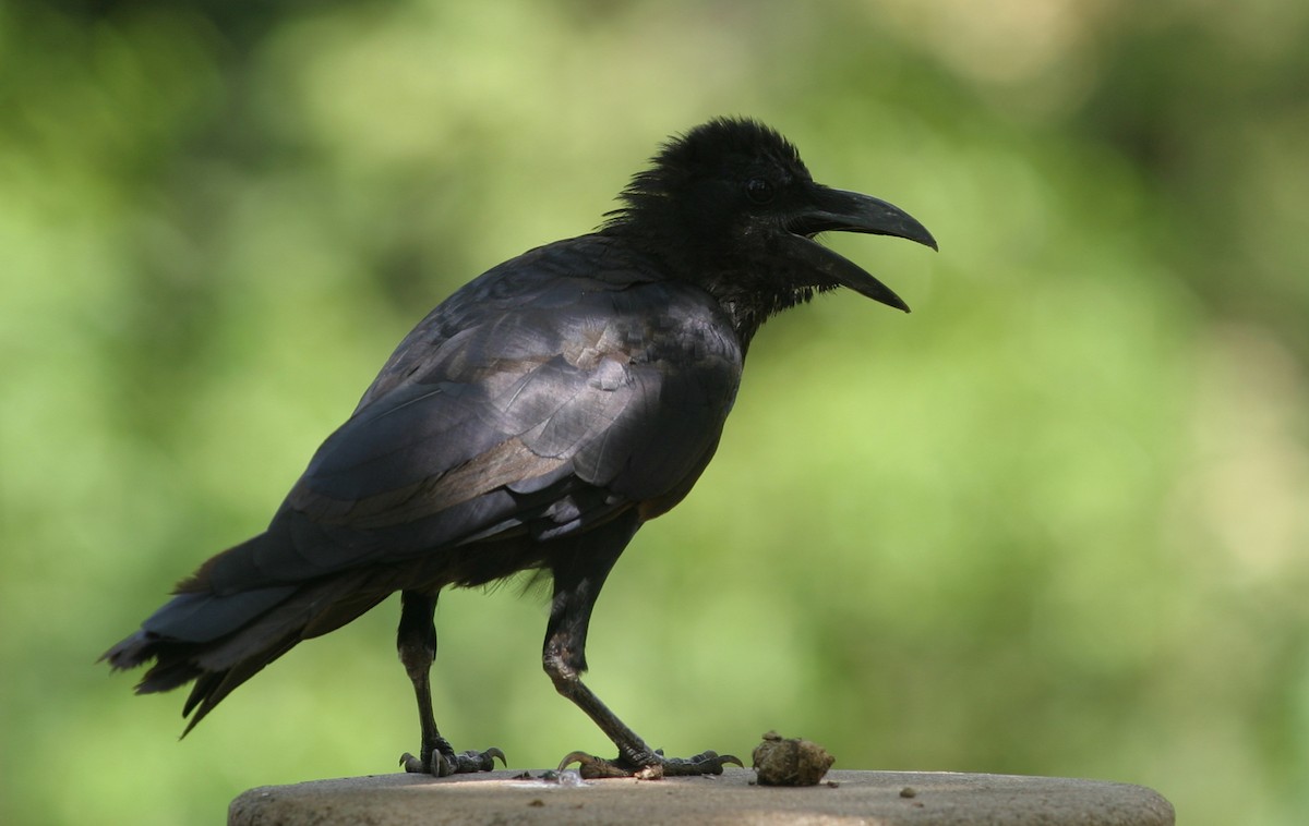 Large-billed Crow - ML619040927