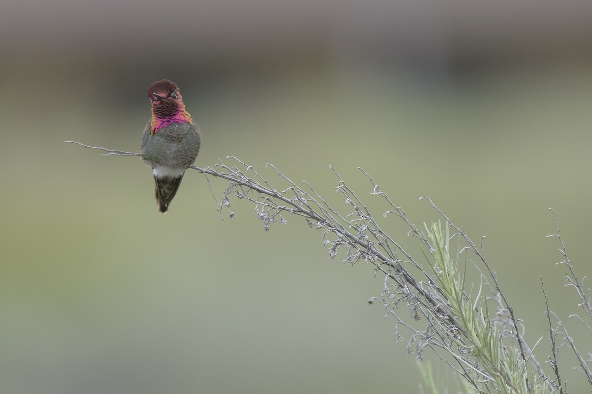 Anna's Hummingbird - ML619040951