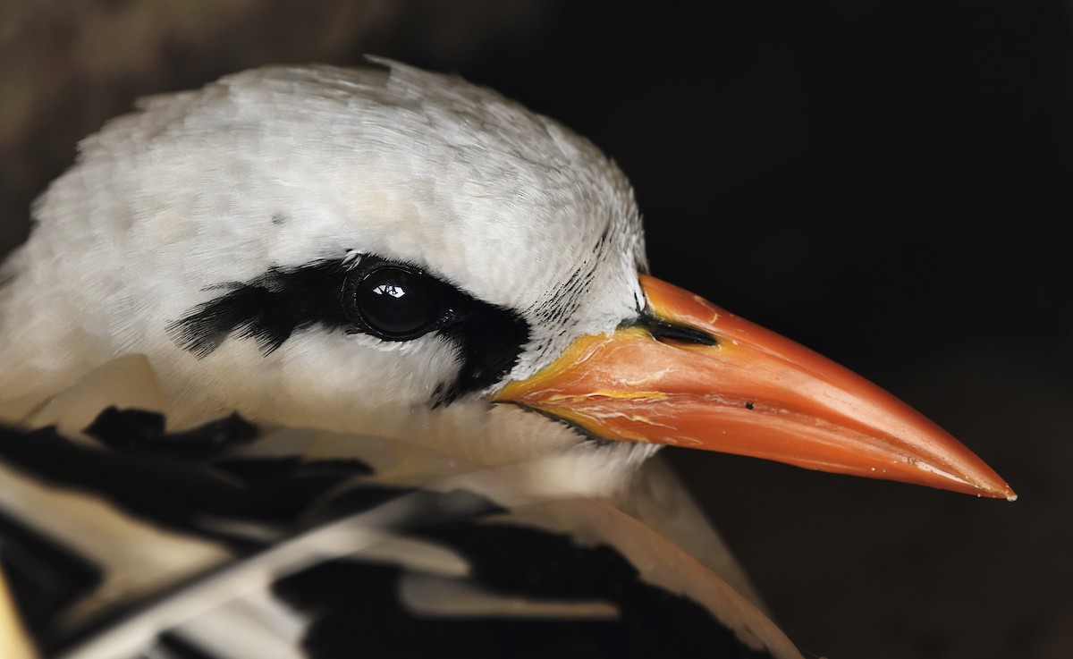 White-tailed Tropicbird - ML619040989