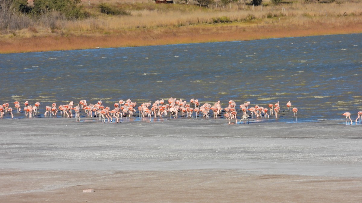 Chilean Flamingo - ML619040995