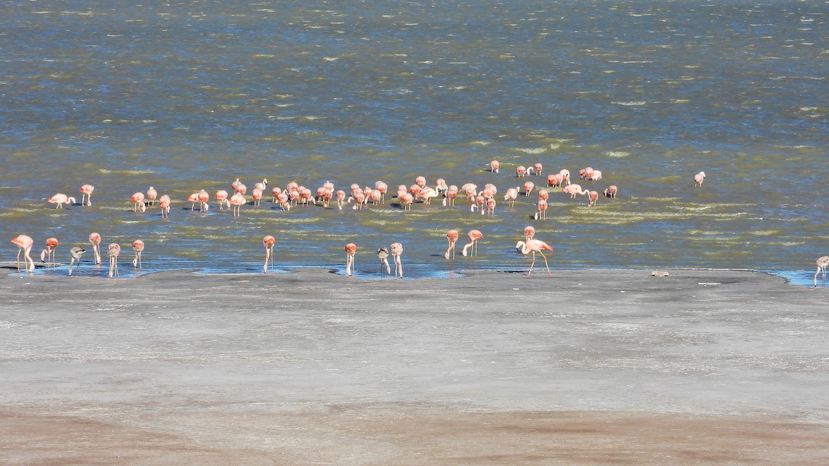 Chilean Flamingo - ML619040996