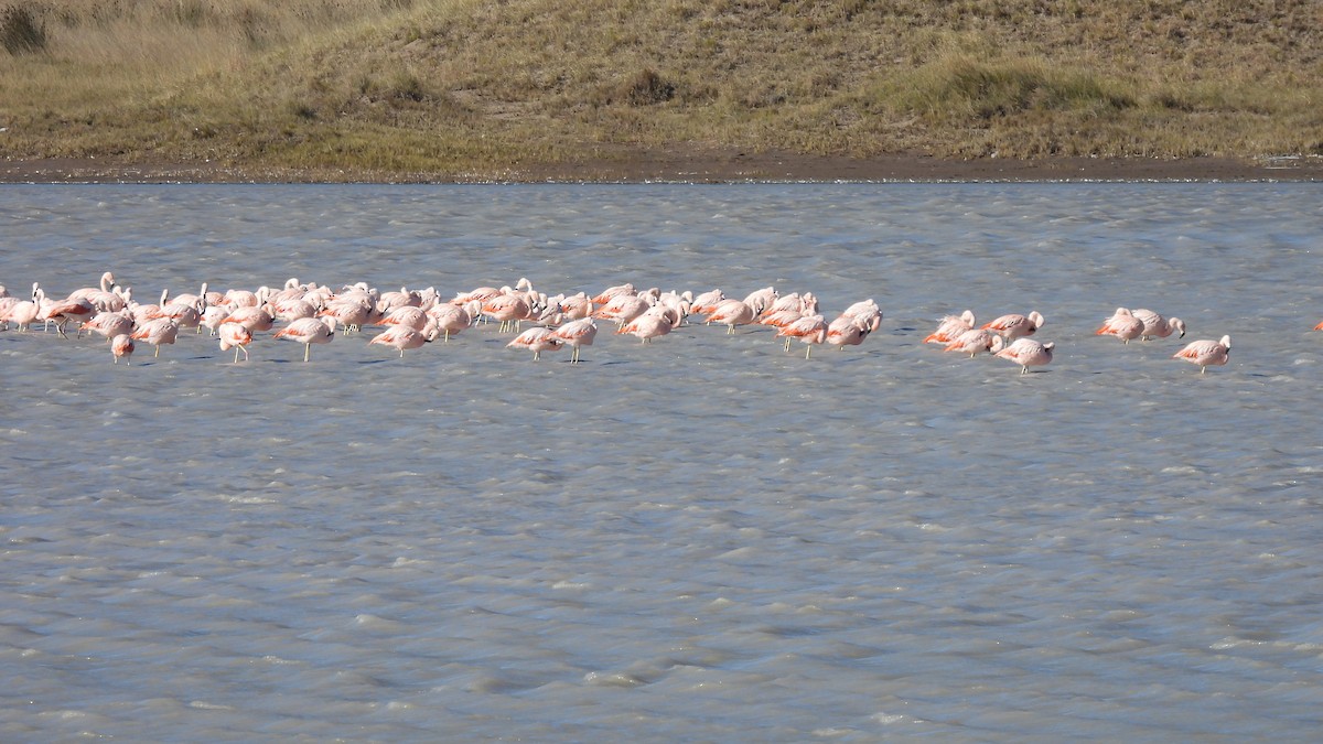 Chilean Flamingo - ML619040997