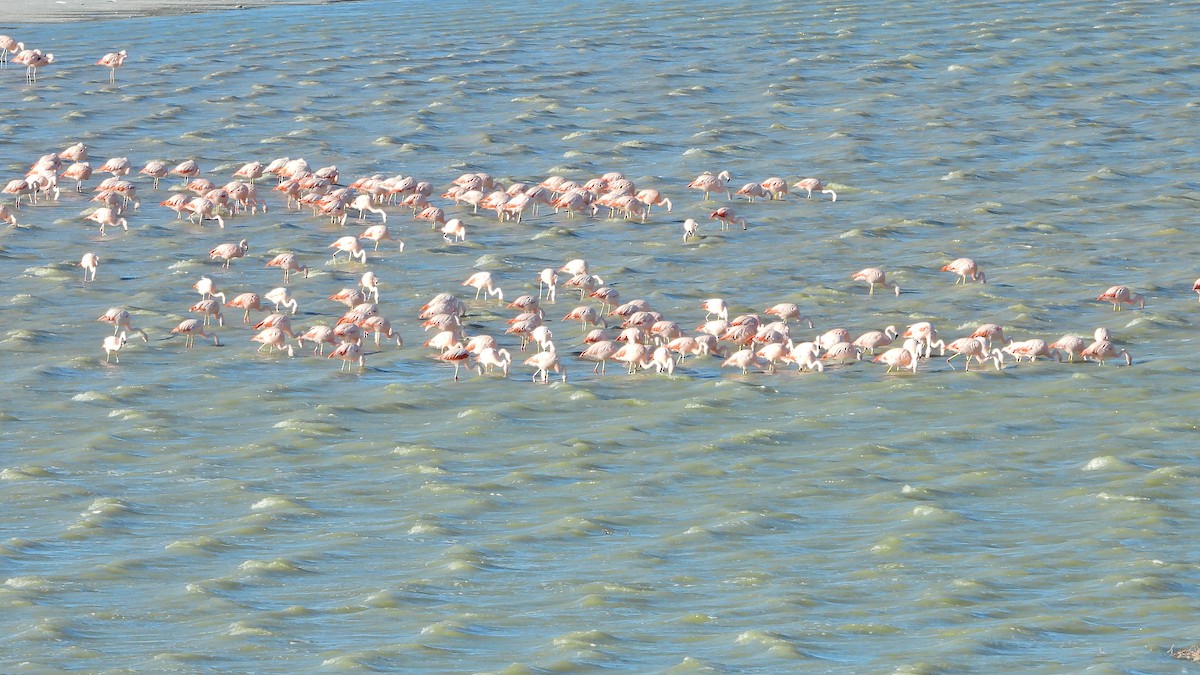 Chilean Flamingo - ML619040998
