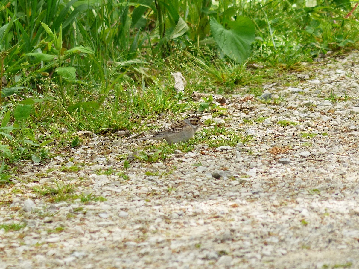 Clay-colored Sparrow - ML619041018