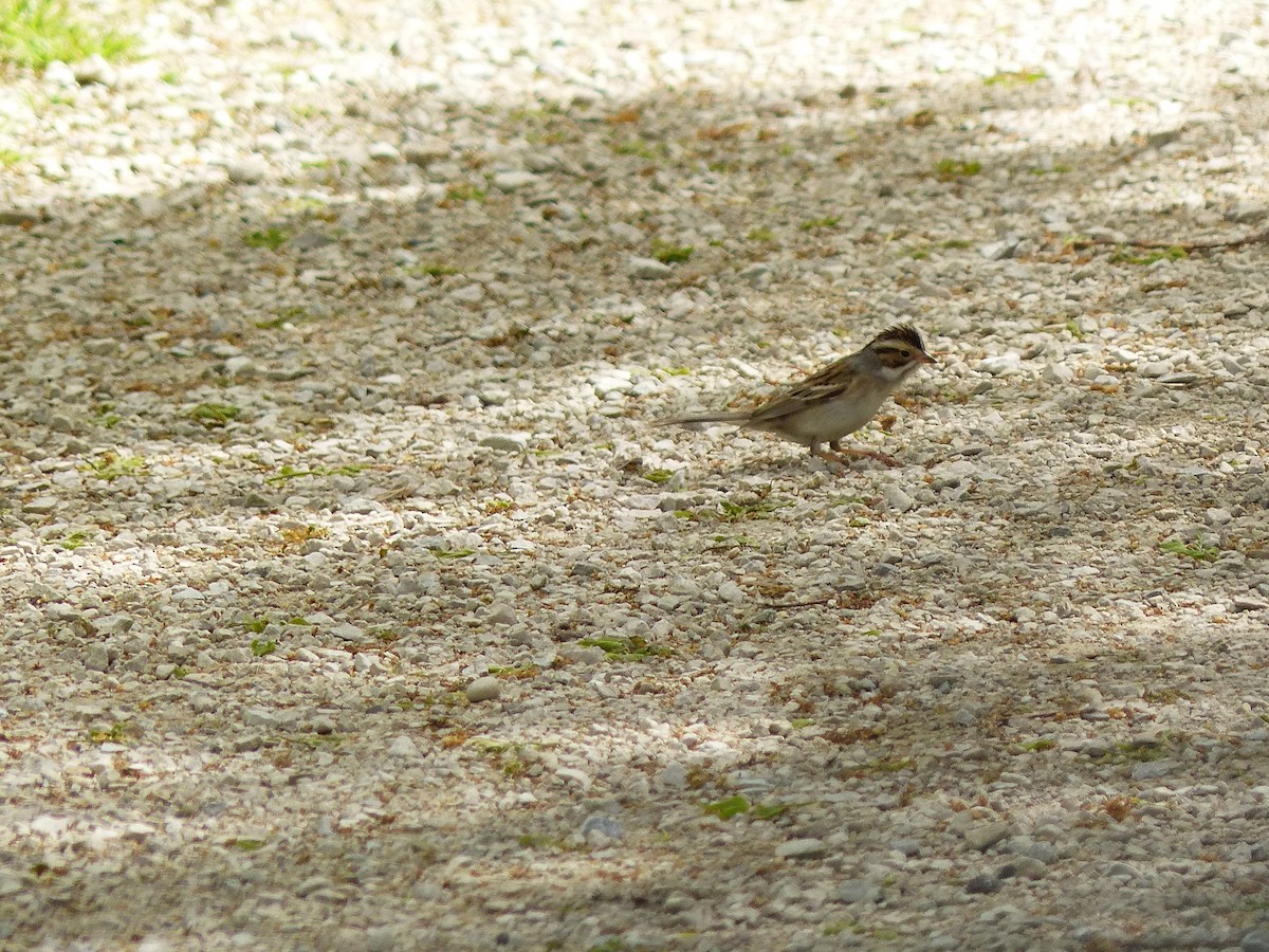 Clay-colored Sparrow - ML619041019