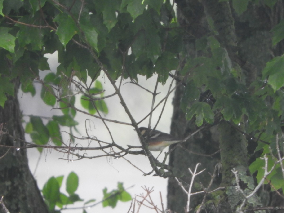 Bay-breasted Warbler - ML619041058