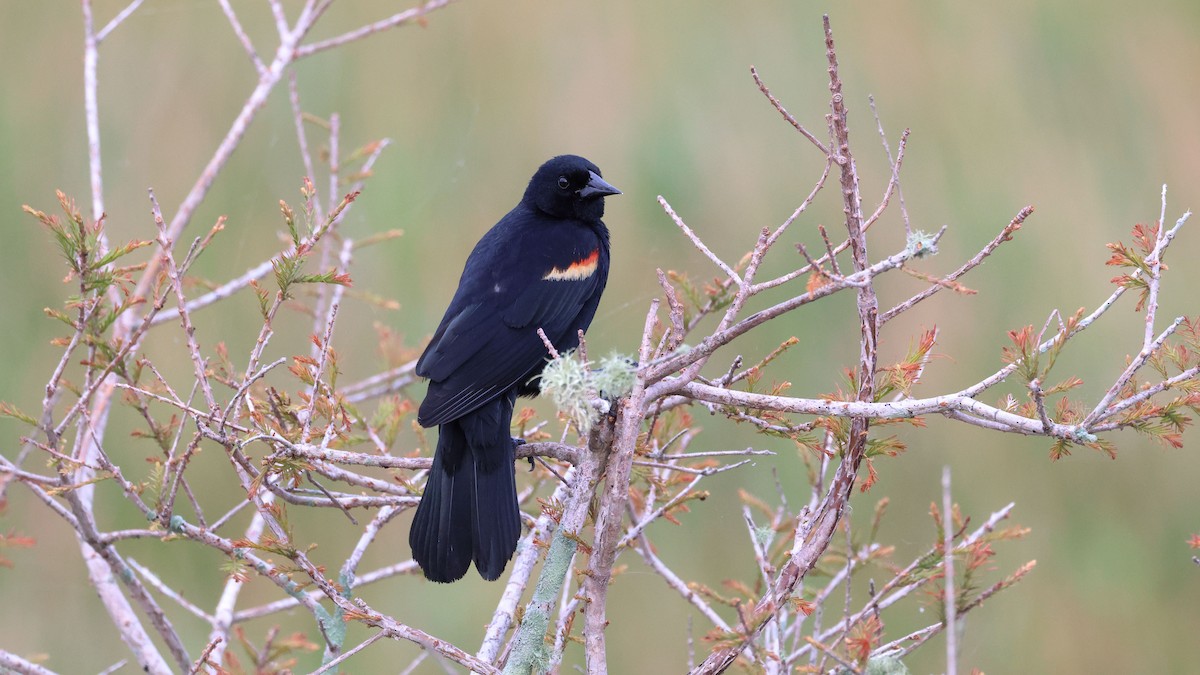 Red-winged Blackbird - ML619041071