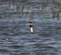 Great Crested Grebe - ML619041080
