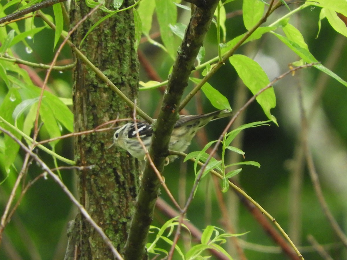 Black-and-white Warbler - ML619041091