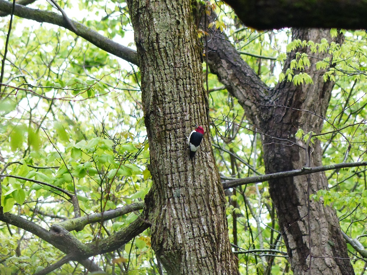 Red-headed Woodpecker - ML619041121