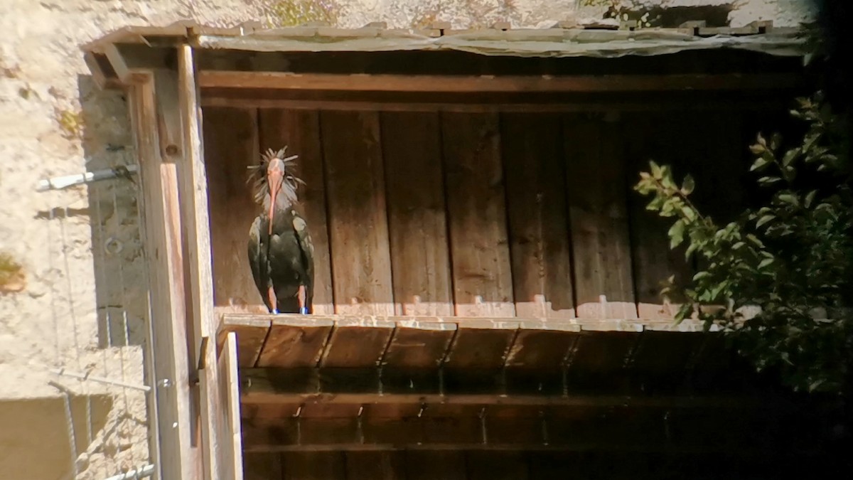 skallet ibis - ML619041173