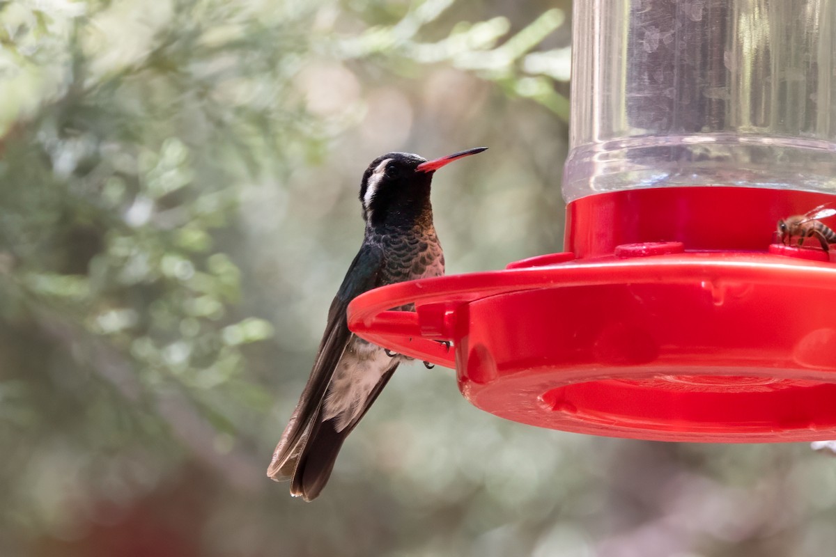 kolibřík bělouchý - ML619041210