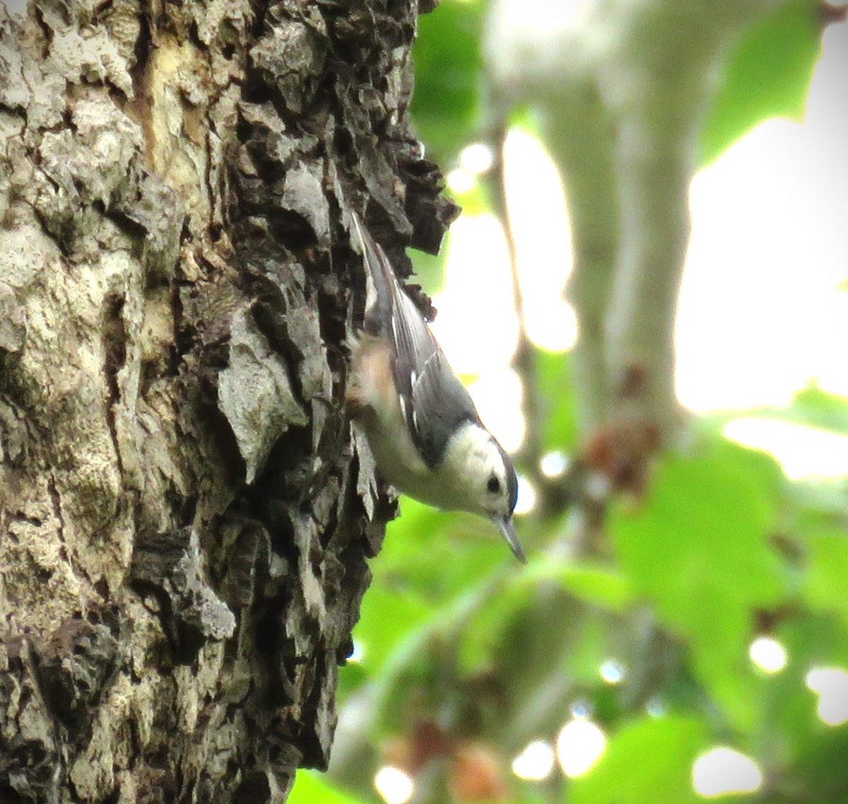 White-breasted Nuthatch (Pacific) - ML619041220