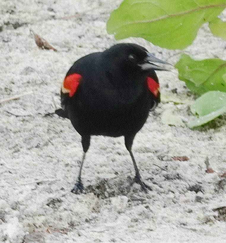 Red-winged Blackbird - ML619041254