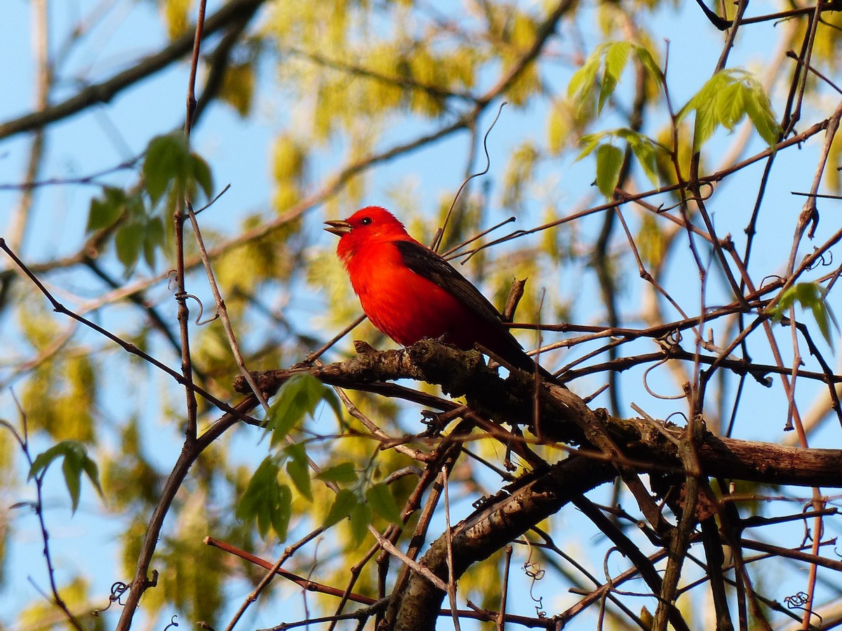 Scarlet Tanager - ML619041255