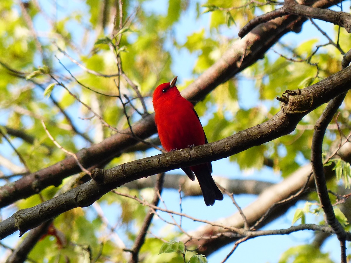 Scarlet Tanager - ML619041256