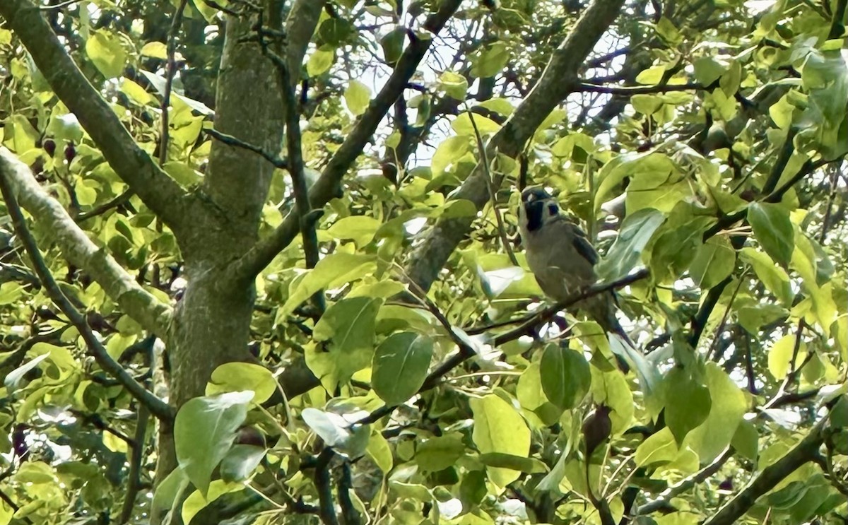 Eurasian Tree Sparrow - ML619041261