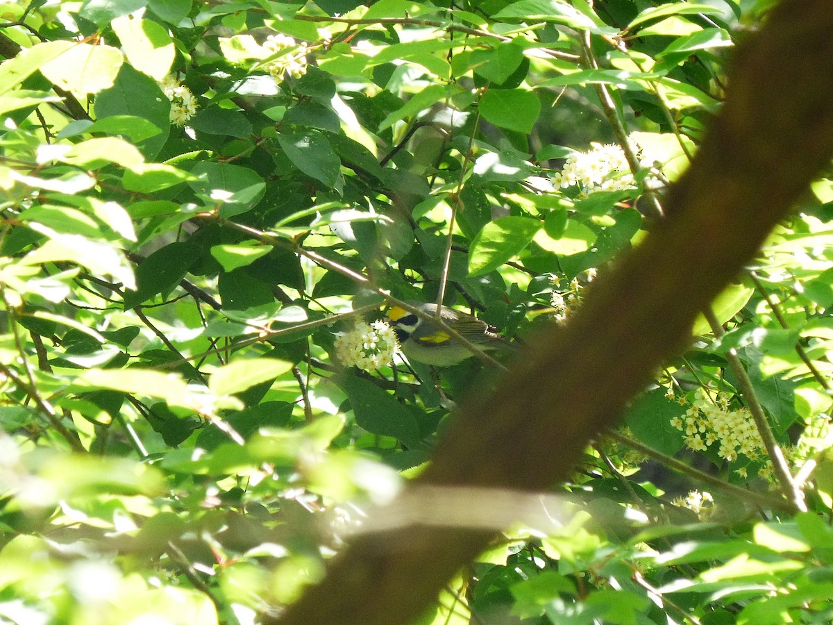 Golden-winged Warbler - ML619041275