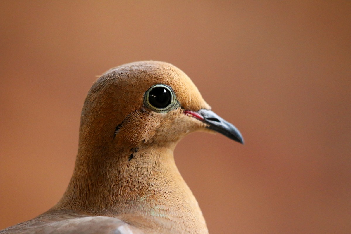 Mourning Dove - Morgan Witherspoon