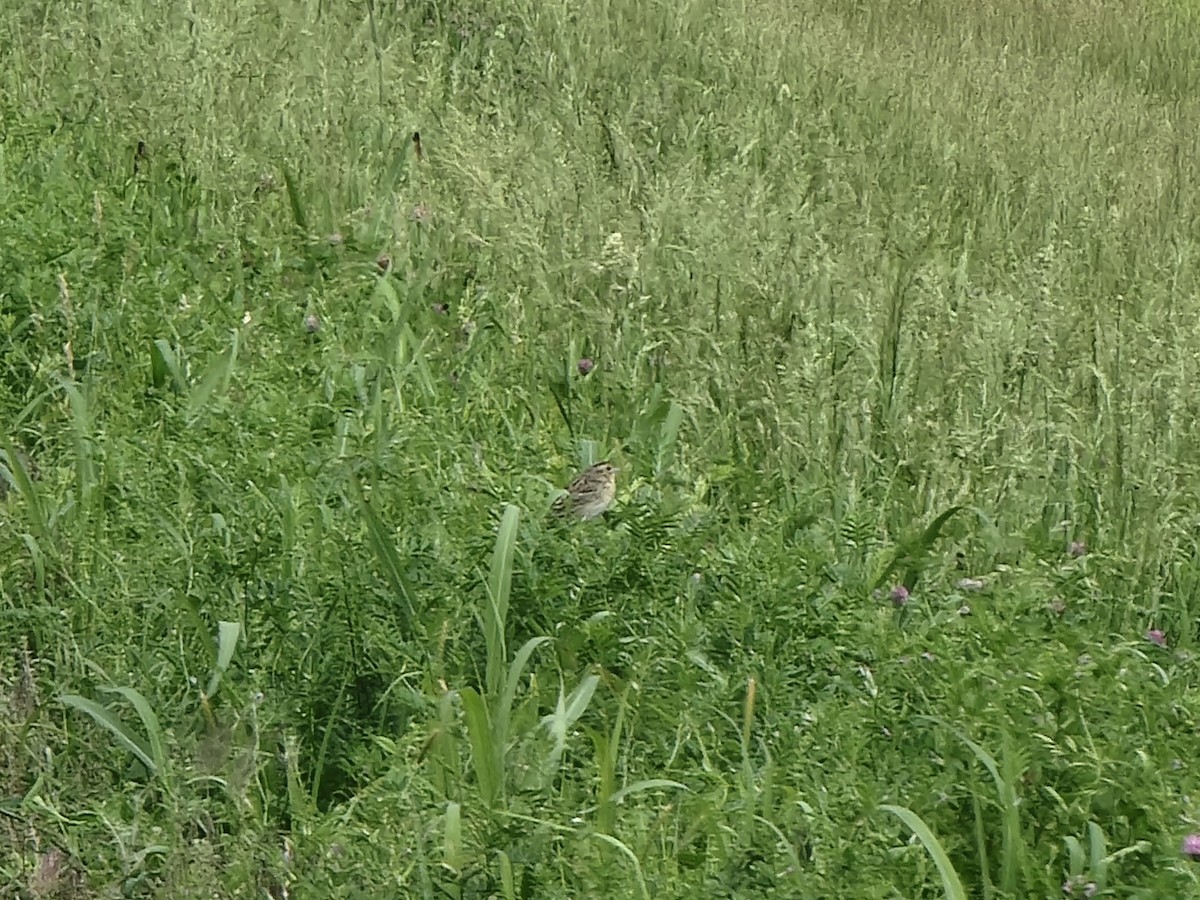 Grasshopper Sparrow - ML619041292