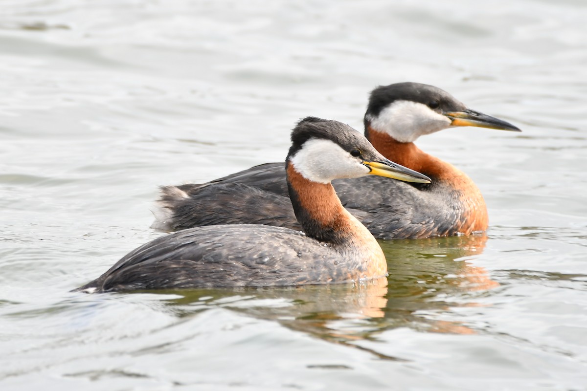 Red-necked Grebe - ML619041346