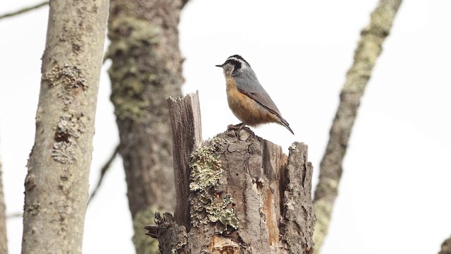 Red-breasted Nuthatch - ML619041376