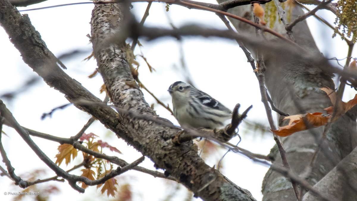 Black-and-white Warbler - ML619041378
