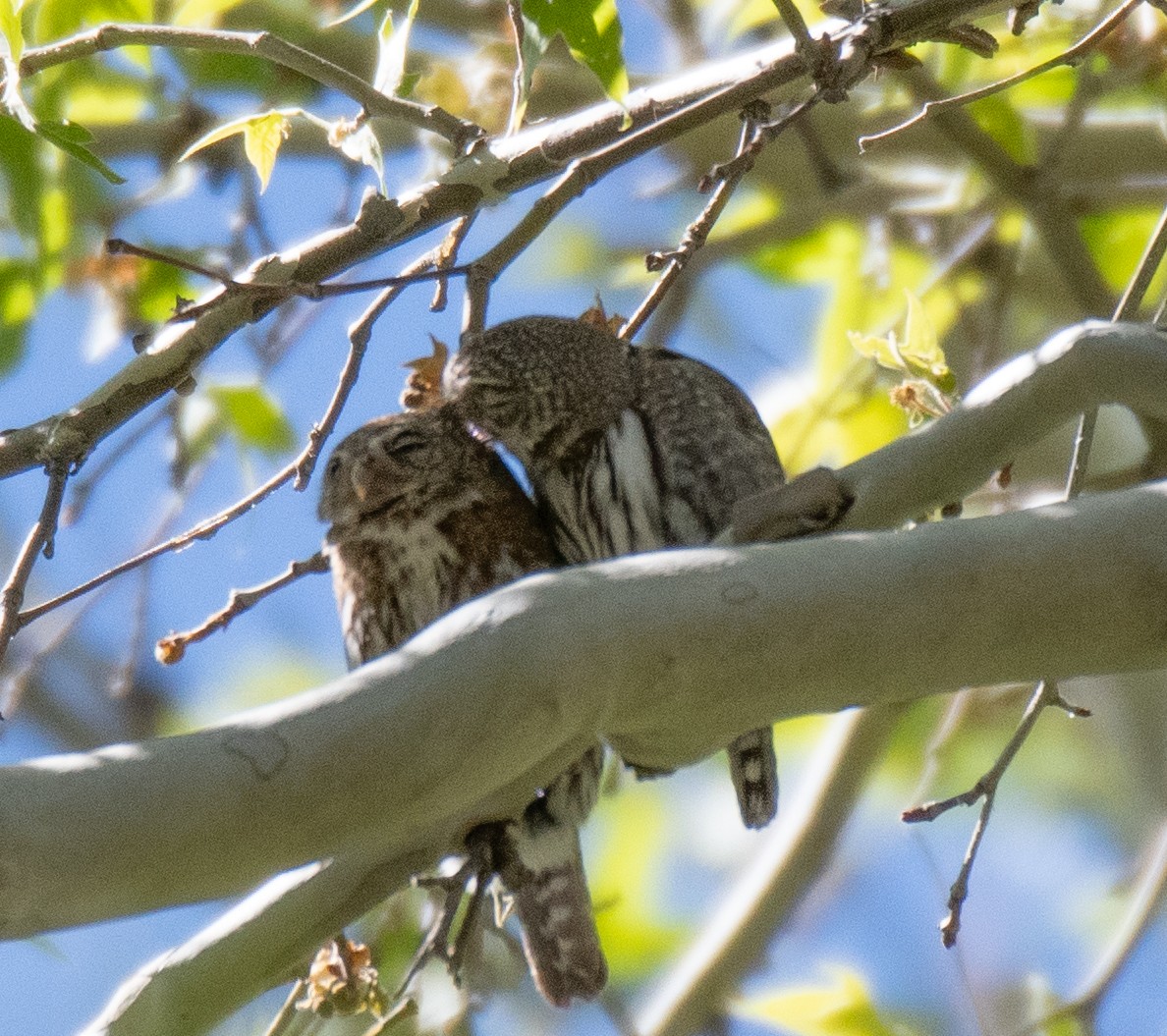 Northern Pygmy-Owl (Mountain) - ML619041394
