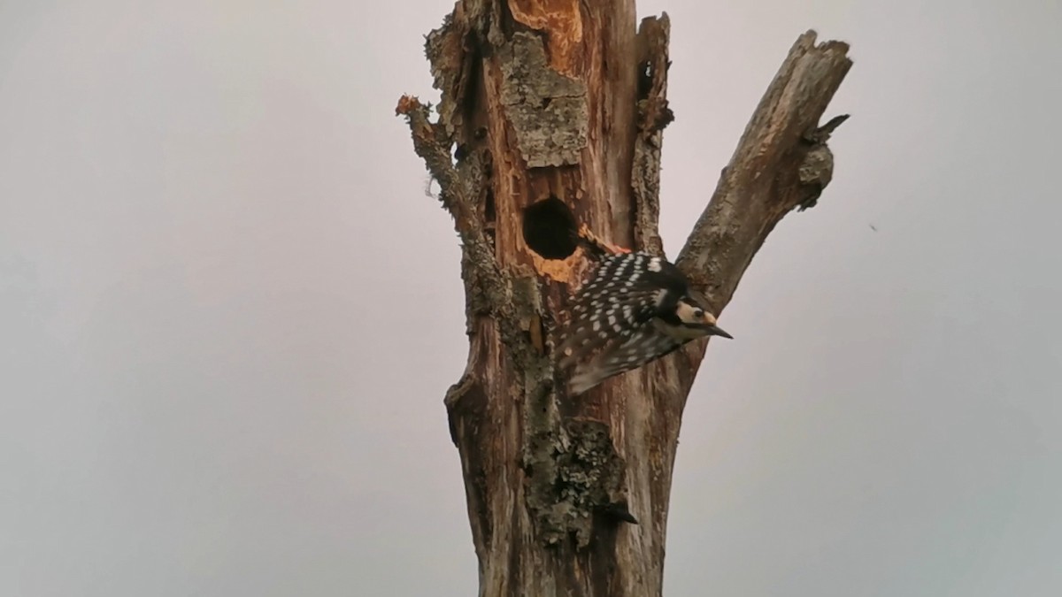 White-backed Woodpecker - ML619041420
