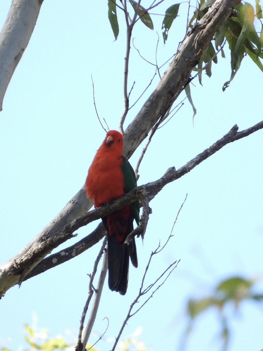 Australian King-Parrot - ML619041435