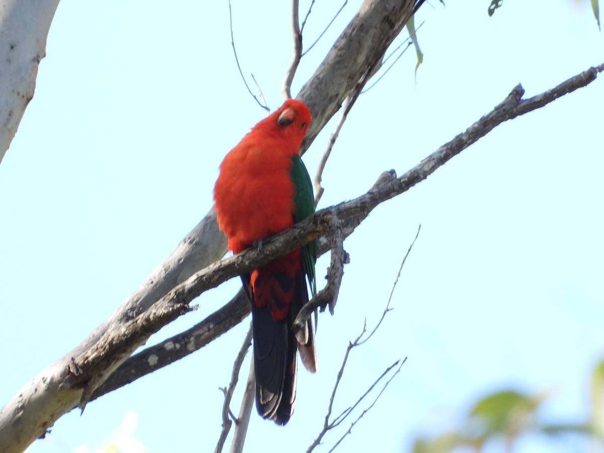 Australian King-Parrot - ML619041436
