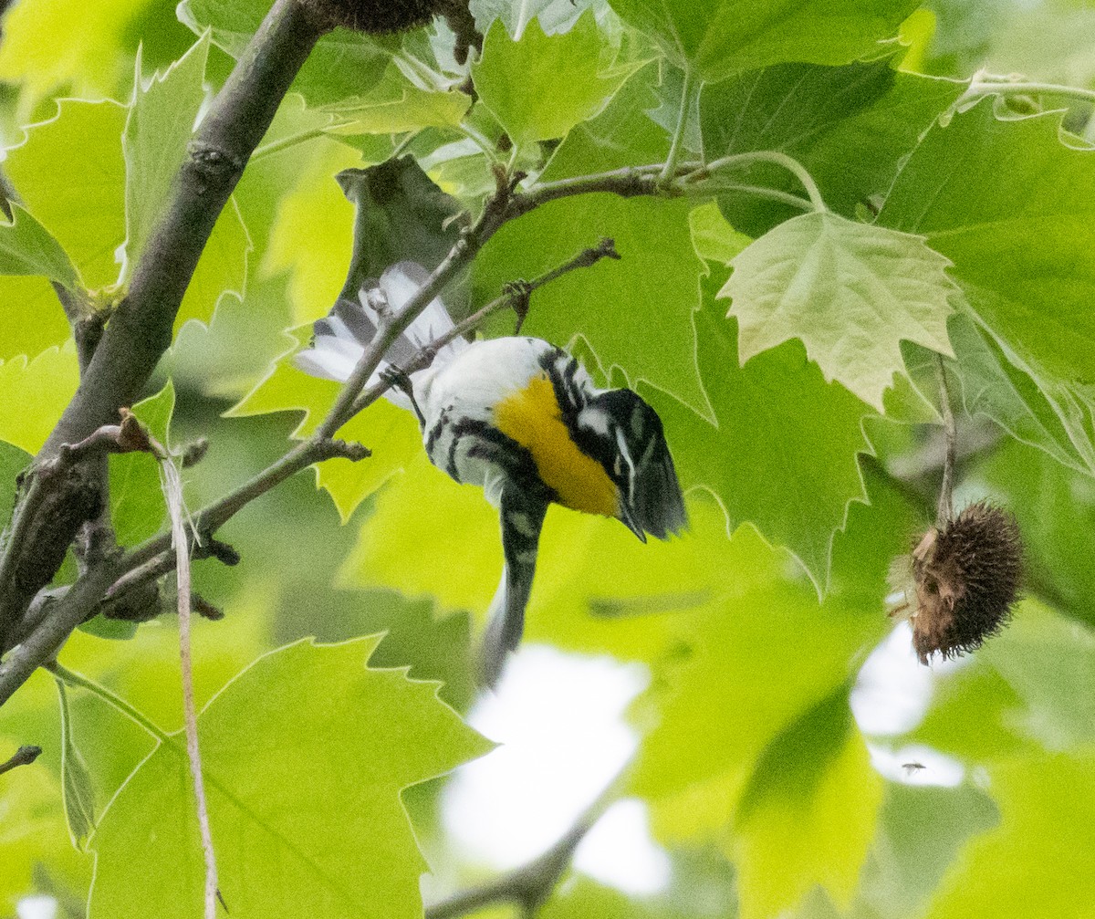 Yellow-throated Warbler - ML619041456