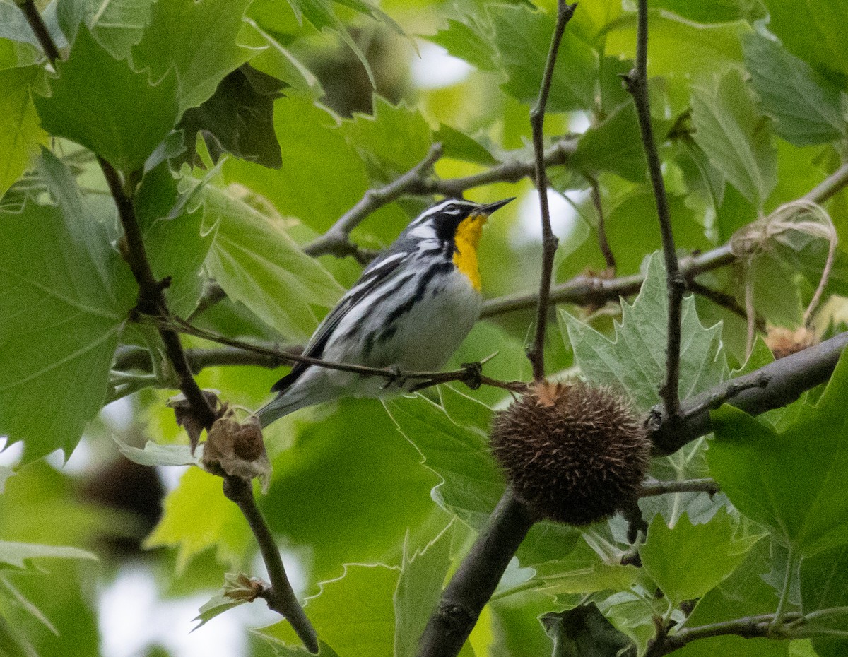 Yellow-throated Warbler - MCHL ____