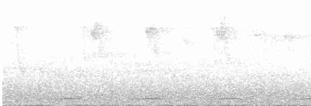 Ak Karınlı Kolibri - ML619041522