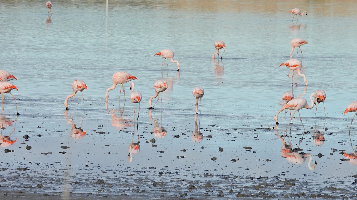Chilean Flamingo - ML619041574