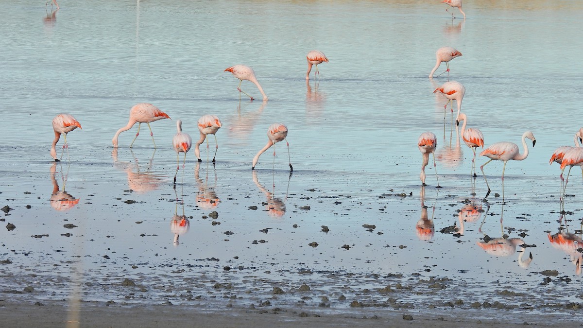 Chilean Flamingo - ML619041575
