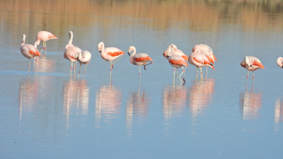 Chilean Flamingo - ML619041576