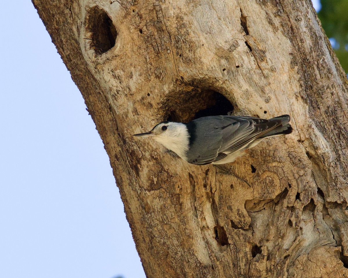 White-breasted Nuthatch - ML619041589
