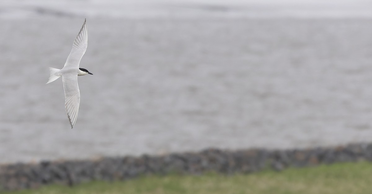 Gull-billed Tern - ML619041602